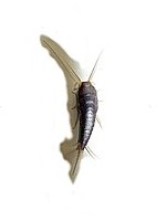 Lépisme ou poisson d'argent, lepisma saccharina