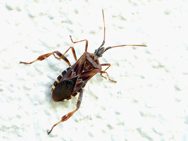 Punaise amricaine du pin, leptoglossus occidentalis