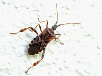 Punaise américaine du pin, leptoglossus occidentalis