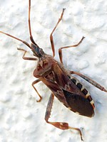 Punaise américaine du pin