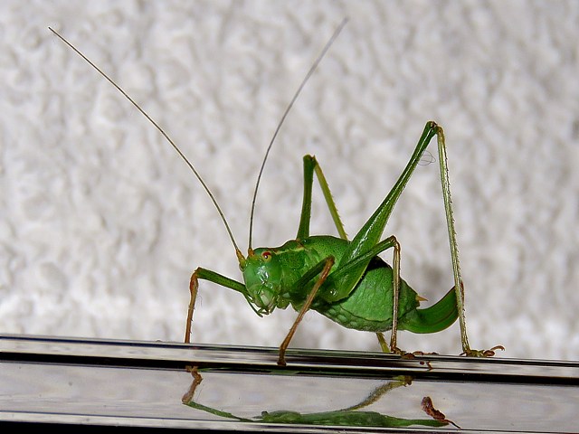 Leptophye ponctue, leptophyes punctatissima