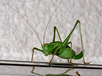 Leptophye ponctuée, leptophyes punctatissima