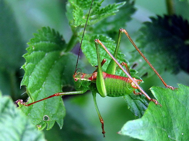 Leptophye ponctuée, leptophyes punctatissima