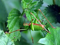 Leptophye ponctuée, leptophyes punctatissima