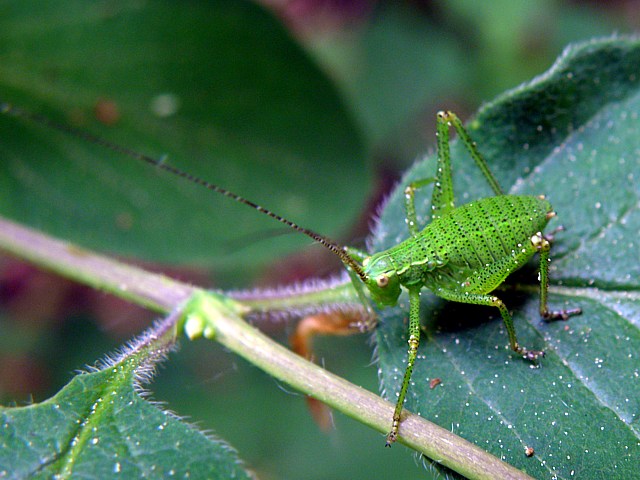 Leptophye ponctuée, leptophyes punctatissima