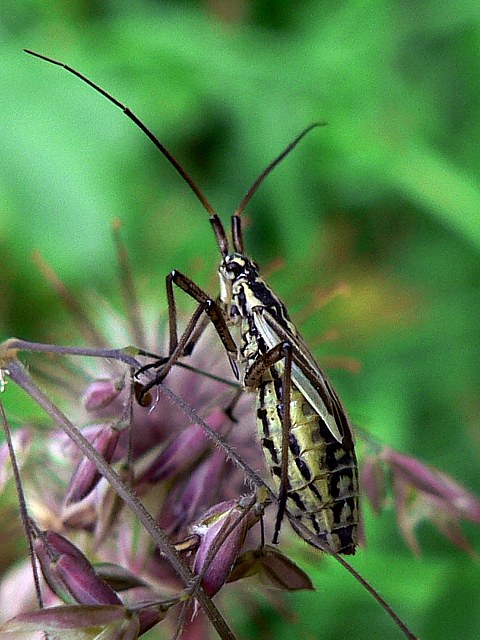 Leptopterna, leptopterna dolabrata