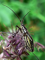 Leptopterna dolabrata
