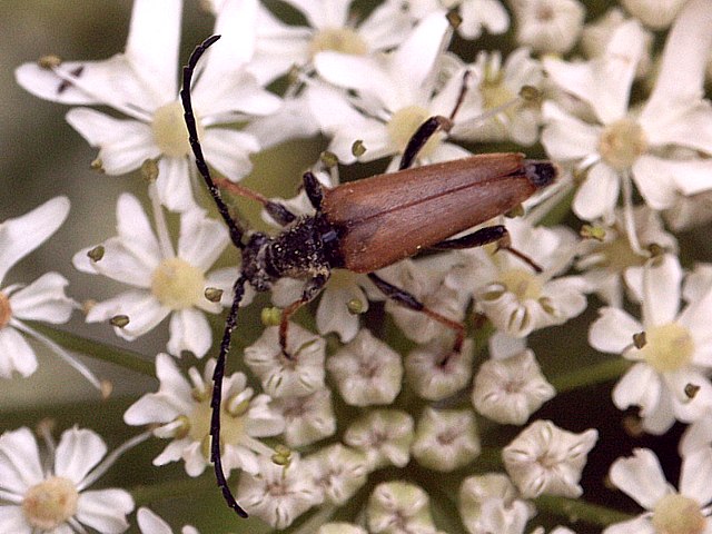 Lepture rouge - leptura rubra