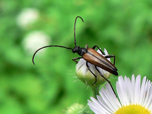 Lepture fauve, paracorymbia fulva