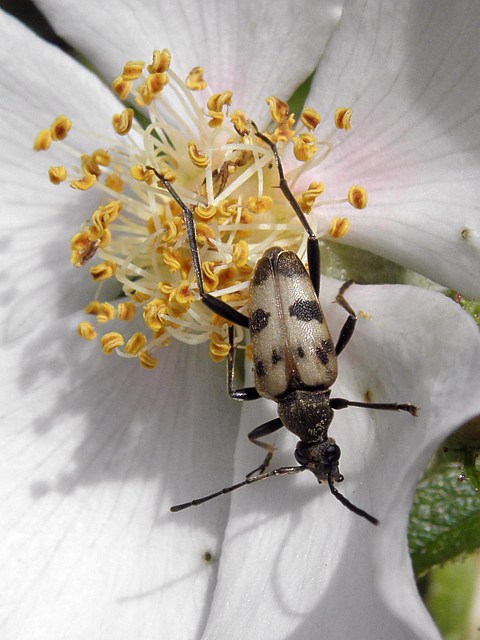 Lepture trapu, pachytodes celambyciformis