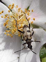 Lepture trapu, pachytodes celambyciformis