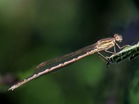 Leste brun, sympecma fusca