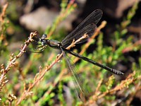 Leste fiancé, lestes sponsa