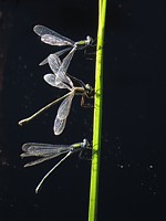 Lestes fiancés