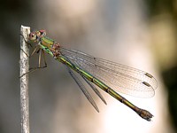 Leste vert, lestes viridis