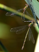 Accouplement de lestes verts