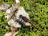 Mâle leucorrhine douteuse,leucorrhinia dubia