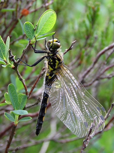 Leucorrhine douteuse, leucorrhinia dubia