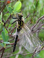 Femelle leucorrhine douteuse