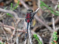 Leucorrhine douteuse