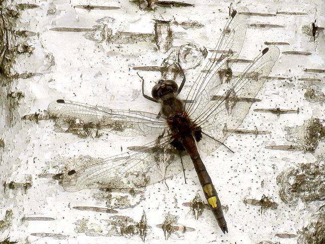 Leucorrhine  gos thorax, leucorrhinia pectoralis