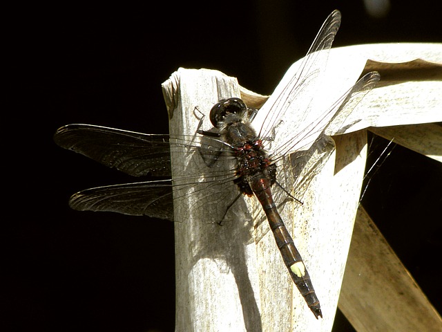 Leucorrhine  gos thorax, leucorrhinia pectoralis