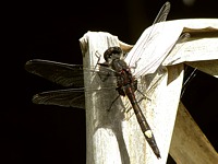 Leucorrhine à gros thorax, leucorrhinia pectoralis