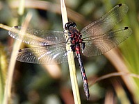 Leucorrhine rubiconde, leucorrhinia rubicunda
