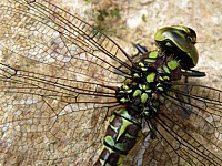 Thorax de la libellule