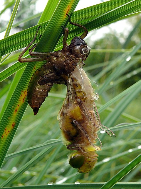 Naissance d'une libellule