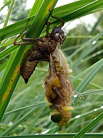 Extraction de la nymphe