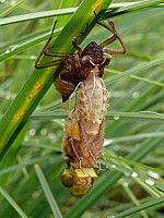Extraction de la nymphe