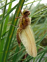 Séchage des ailes