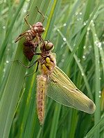 Une nouvelle libellule