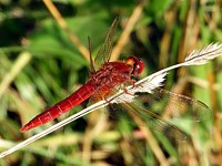Libellule écarlate, crocothemis erythraea