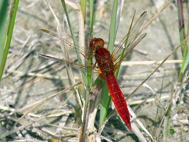 Libellule carlate, crocothemis erythraea