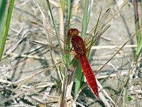 Libellule écarlate