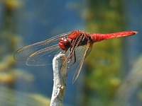 Libellule écarlate