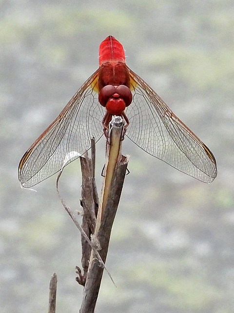 Libellule carlate