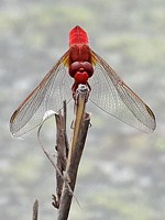 Libellule écarlate