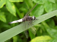 Libellule fauve, libellula fulva