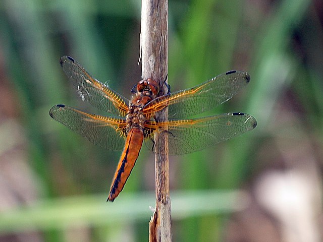 Libellule fauve, libellula fulva