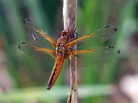 Libellule fauve, libellula fulva
