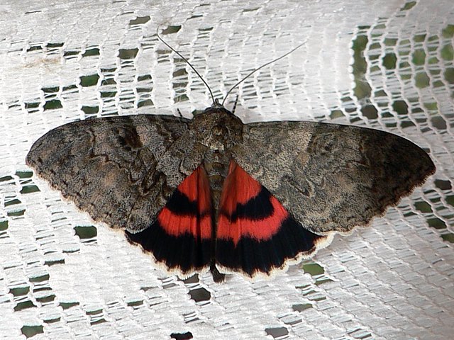 Lichne rouge - catocala nupta