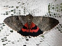 Lichenée rouge, catocala nupta