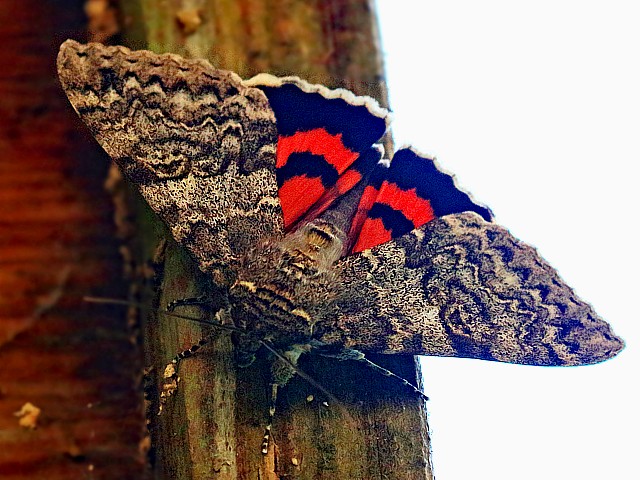 Lichne rouge,  catocala nupta