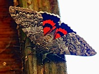 Lichenée rouge, catocala nupta