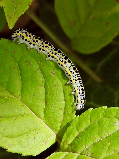 Vulcain