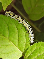 linariette, calophasia lunula
