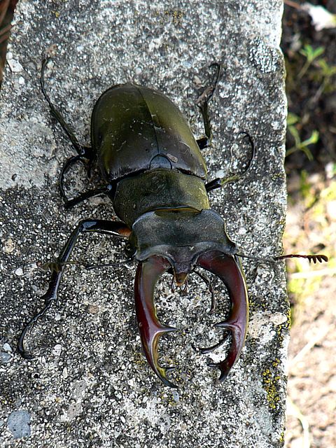 Lucane Cerf-volant - lucanus cervus